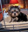 Puppies for sale USA, California Yorkshire Terrier