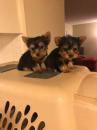 Puppies for sale USA, Alaska Yorkshire Terrier