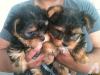 Puppies for sale USA, Arizona Yorkshire Terrier