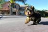 Puppies for sale USA, Arkansas Yorkshire Terrier
