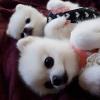 Puppies for sale Armenia, Armenia Pomeranian Spitz