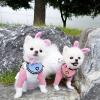 Puppies for sale Lithuania, Varena Pomeranian Spitz