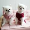 Puppies for sale Belarus, Minsk Pomeranian Spitz