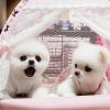 Puppies for sale Tajikistan, Istaravshan Pomeranian Spitz