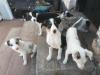 Puppies for sale Poland, Opole Border Collie