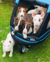 Puppies for sale Poland, Bytom Bull Terrier