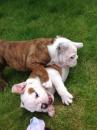 Puppies for sale Poland, Bydgoszcz English Bulldog
