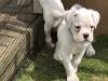 Puppies for sale Poland, Otwock Boxer