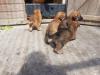 Puppies for sale Poland, Chorzow German Shepherd Dog
