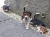 Puppies for sale Poland, Jani Beagle
