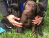Puppies for sale Poland, Gdansk Labrador
