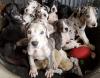 Puppies for sale Poland, Gdynia German Dog