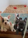 Puppies for sale Poland, Bielsko-Biala French Bulldog