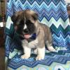 Puppies for sale USA, Alaska, anchorage Akita