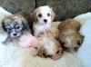 Dogs free Italy, Palermo Other breed