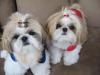 Dogs free Italy, Brescia Shih Tzu