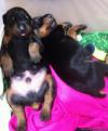 Dogs free Italy, Palermo Doberman