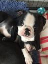 Dogs free Italy, Leche Boston Terrier