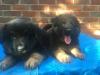 Dogs free Italy, Milan German Shepherd Dog