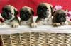 Dogs free Italy, Genoa Pug