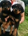 Dogs free Italy, Caserta Rottweiler