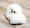 Dogs free Italy, Cortina d'ampetso Pomeranian Spitz