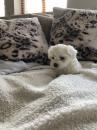 Puppies for sale USA, Massachusetts Maltese
