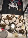 Puppies for sale Netherlands, Amsterdam, amsterdam American Bulldog
