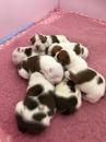 Puppies for sale Netherlands, Bergen aan Zee, bergen aan Zee American Bulldog