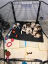 Puppies for sale Netherlands, Arnhem, armhem American Bulldog
