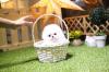 Puppies for sale Russia, St. Petersburg Pomeranian Spitz