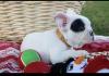 Puppies for sale Germany, Trier French Bulldog