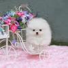 Puppies for sale Netherlands, Oldebroek Pomeranian Spitz