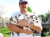 Puppies for sale Greece, Heraklion, chalcis Haski
