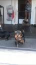 Puppies for sale Uzbekistan, Samarkand Yorkshire Terrier