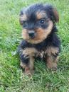 Puppies for sale Moldova, Cahul Yorkshire Terrier