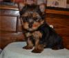 Puppies for sale Netherlands, Geldrop Yorkshire Terrier