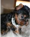 Puppies for sale Netherlands, Arnhem Yorkshire Terrier