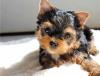 Puppies for sale Netherlands, NEC Yorkshire Terrier