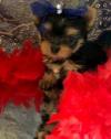 Puppies for sale USA, Colorado Yorkshire Terrier