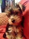 Puppies for sale Netherlands, Borne Yorkshire Terrier