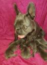 Puppies for sale Netherlands, Venlo French Bulldog