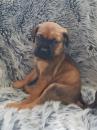 Puppies for sale Germany, Bonn Bullmastiff