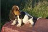 Puppies for sale Germany, Baden-Baden Basset Hound