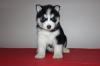 Puppies for sale Germany, Wismar Haski