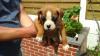 Puppies for sale Germany, Bonn Boxer