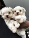 Puppies for sale Germany,  Other breed