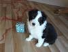 Puppies for sale Germany, Augsburg Australian Shepherd