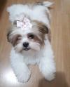 Puppies for sale United Kingdom, London Shih Tzu