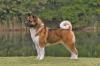 Puppies for sale Belarus, Gomel Akita